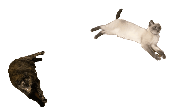 cats